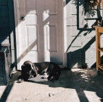 Un Basselier allong&eacute; devant une porte 