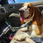 Un Basselier allong&eacute; sur le si&egrave;ge d'une voiture et portant un collier autour du cou