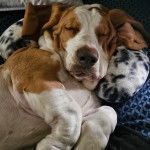 Un Basselier allong&eacute; sur un lit et semblant dormir 