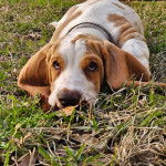 Un Basselier allong&eacute; sur un terrain herbeux et portant un collier autour du cou