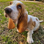 Un Basselier assis sur une surface herbac&eacute;e et semblant d&eacute;tendu