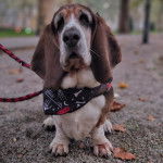 Un Basselier assis sur des gravillons et qui est tenu en laisse 