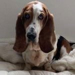 Un Basselier assis sur un lit