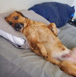 Un Basselier allong&eacute; sur le dos sur un un lit 