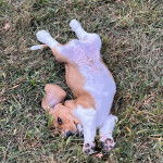 Un Basselier allong&eacute; sur le dos sur une surface herbac&eacute;e 