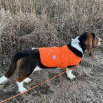 Un Basselier sur une surface herbac&eacute;e et qui est tenu en laisse 