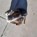 Un Basselier assis sur une surface b&eacute;tonn&eacute;e et regardant vers la cam&eacute;ra 