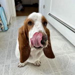 Un Basselier assis sur un sol carrel&eacute; et l&eacute;chant son museau