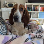 Un Basselier allong&eacute; sur un canap&eacute; et semblant d&eacute;tendu 