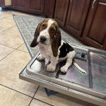 Un Basselier assis sur la porte d'un four et semblant d&eacute;tendu 