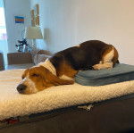 Un Basselier allong&eacute; sur un coussin et semblant d&eacute;tendu