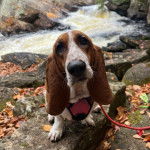 Un Basselier assis sur une pierre et qui est tenu en laisse 