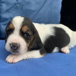 Un chiot Basselier allong&eacute; sur un canap&eacute;