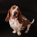 Un Basselier assis et tirant la langue 