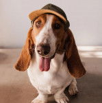 Un Basselier tirant la langue et portant un chapeau sur la t&ecirc;te