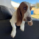 Un Basselier allong&eacute; sur un canap&eacute;