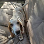 Un Basselier sur un canap&eacute; 