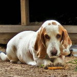 Un Basselier allong&eacute; et regardant vers la cam&eacute;ra 