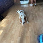 Un Basselier allong&eacute; sur un sol carrel&eacute;