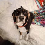 Un Basselier assis sur un lit et portant un collier autour du cou