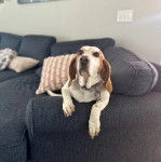 Un Basselierallong&eacute; sur un canap&eacute; et portant un collier autour du cou