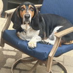 Un Basselier allong&eacute; sur une chaise 