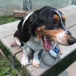 Un Basselier ayant la gueule ouverte et qui est tenu en laisse 