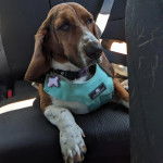 Un Basselier allong&eacute; sur le si&egrave;ge d'une voiture et portant un harnais 