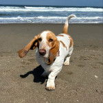 Un Basselier marchant sur une surface sableuse et portant un collier autour du cou