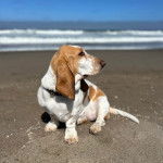 Un Basselier assis sur une surface sableuse et portant un collier autour du cou