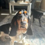 Un Basselier sur un tapis et semblant détendu 