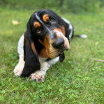 Un Basselier allongé sur une surface herbacée