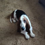 Un Basselier allongé sur une moquette et regardant vers la caméra