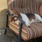 Un Basselier allong sur un canapé et portant un collier autour du cou 