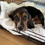 Un Basselier allongé dans une cage