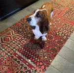 Un Basselier sur un tapis 