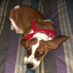 Un Basselier allongé sur un lit et portant un foulard autour du cou