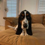 uN Basselier allongé sur un lit et semblant détendu 