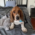 Un Basselier allongé sur un lit