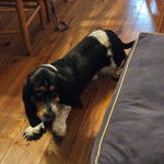 Un Basselier sur un plancher 