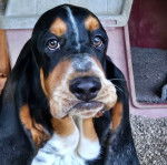 Un Basselier regardant vers la caméra 