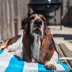 Un Basselier allongé et semblant détendu 