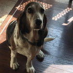 Un Basselier assis sur un plancher et portant un collier autour du cou