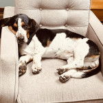 Un Basselier allongé sur un canapé et semblant dormir 