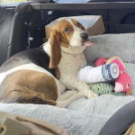 Un Basselier allongé et tirant la langue 