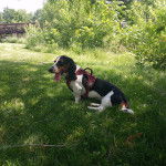 Un Basselier ayant la langue pendante et portant un harnais  