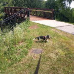 Un Basselier sur une surface herbacée et qui est tenu en laisse 