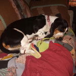 Un Basselier allongé sur un canapé et portant un collier autour du cou