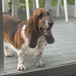 Un Basselier sur un plancher et tirant la langue 