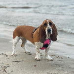 Un Basselier sur une surface sableuse et portant un harnais